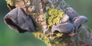 jellyfungus